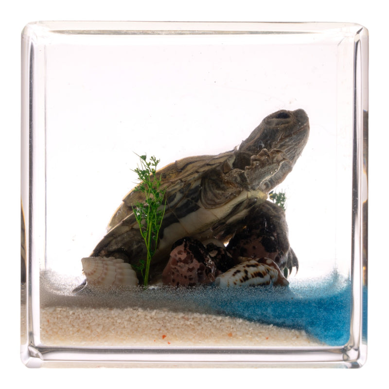 Real Turtle in Acrylic Cube