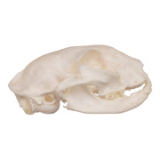 Real Domestic Cat Skull - Periodontal