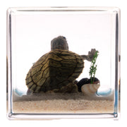 Real Turtle in Acrylic Cube