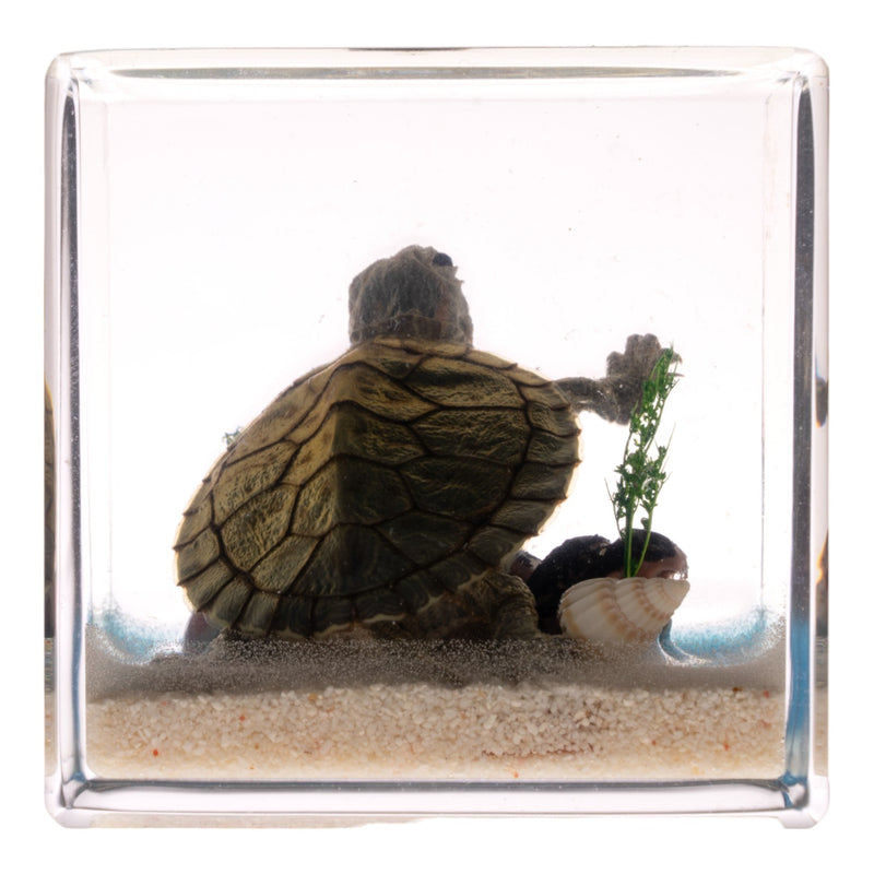 Real Turtle in Acrylic Cube