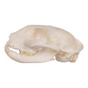 Real Domestic Cat Skull - Periodontal