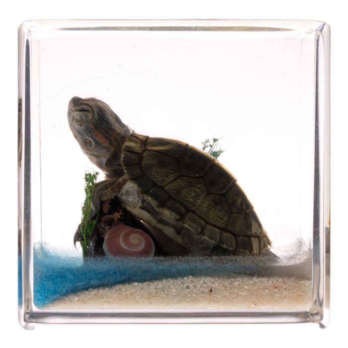 Real Turtle in Acrylic Cube