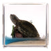 Real Turtle in Acrylic Cube