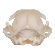 Real Domestic Cat Skull - Periodontal