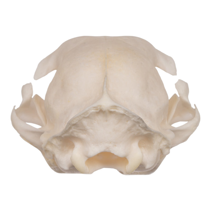 Real Domestic Cat Skull - Periodontal