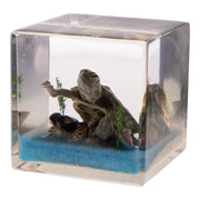Real Turtle in Acrylic Cube