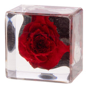 Real Red Rose in Acrylic Cube Magnet