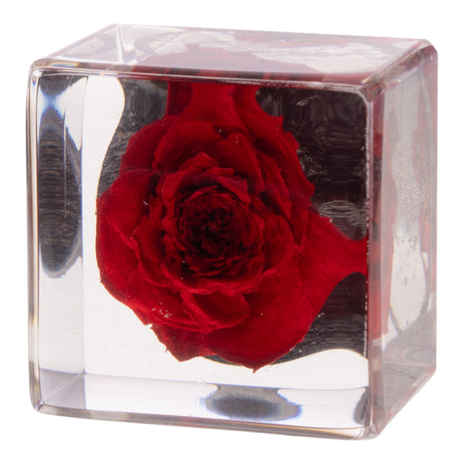 Real Red Rose in Acrylic Cube Magnet