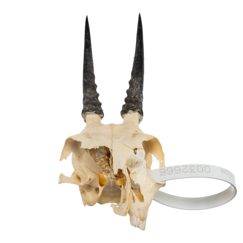 Real Common Duiker Skull