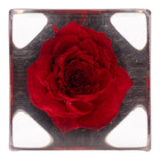 Real Red Rose in Acrylic Cube Magnet