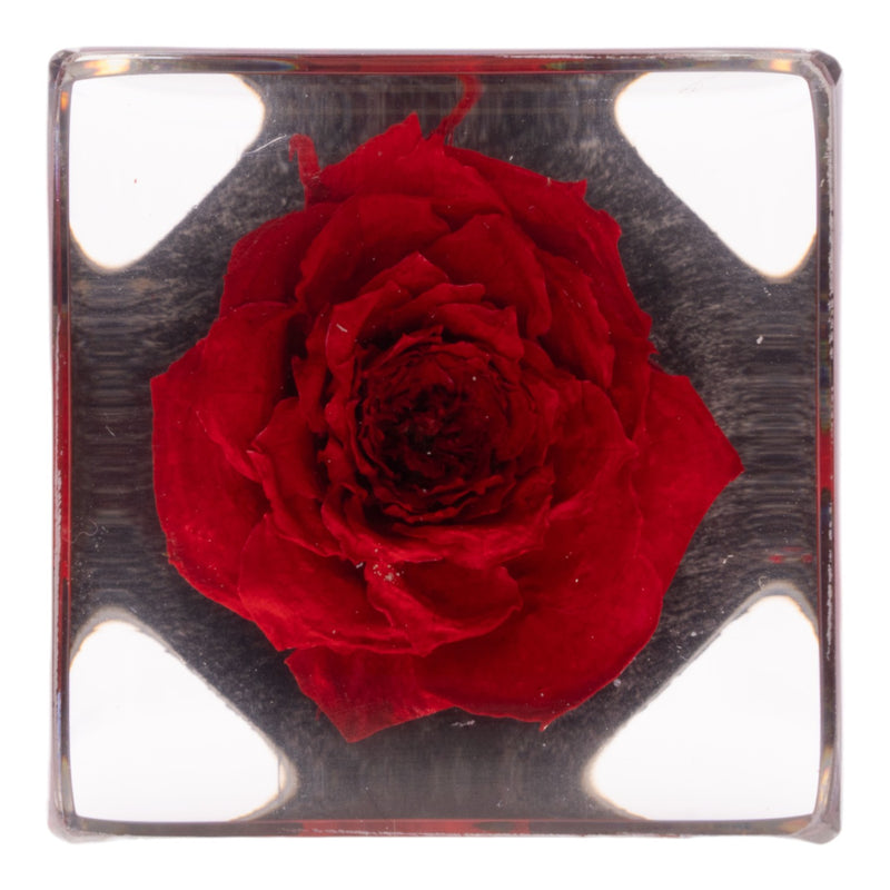 Real Red Rose in Acrylic Cube Magnet
