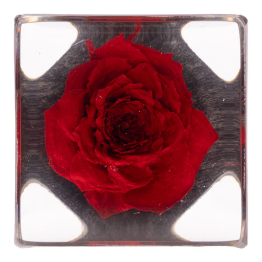 Real Red Rose in Acrylic Cube Magnet