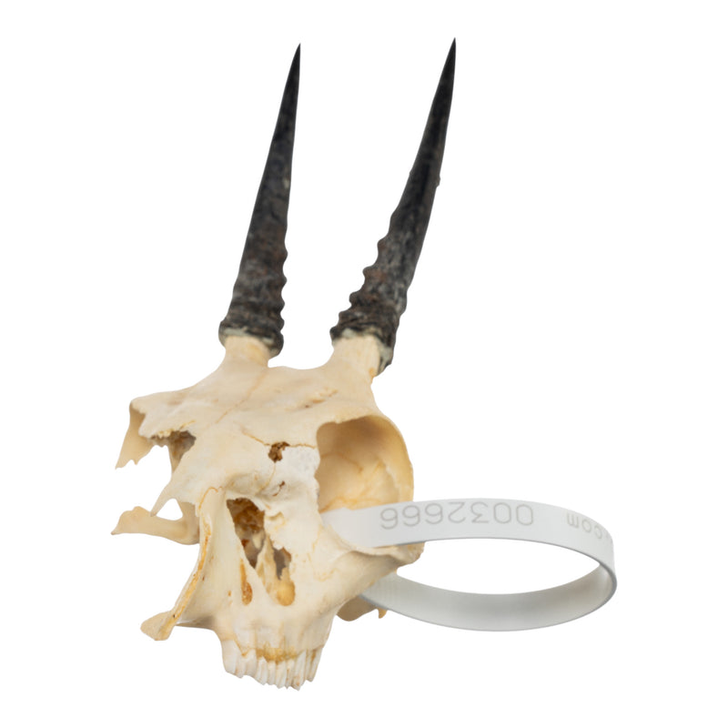 Real Common Duiker Skull