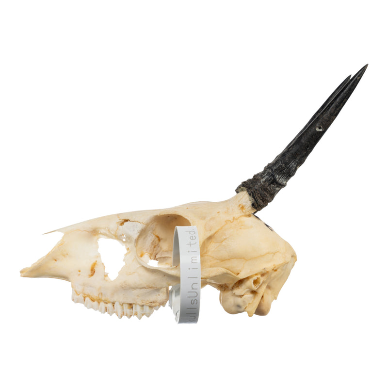 Real Common Duiker Skull