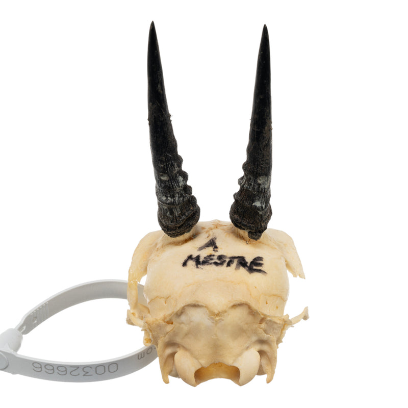 Real Common Duiker Skull