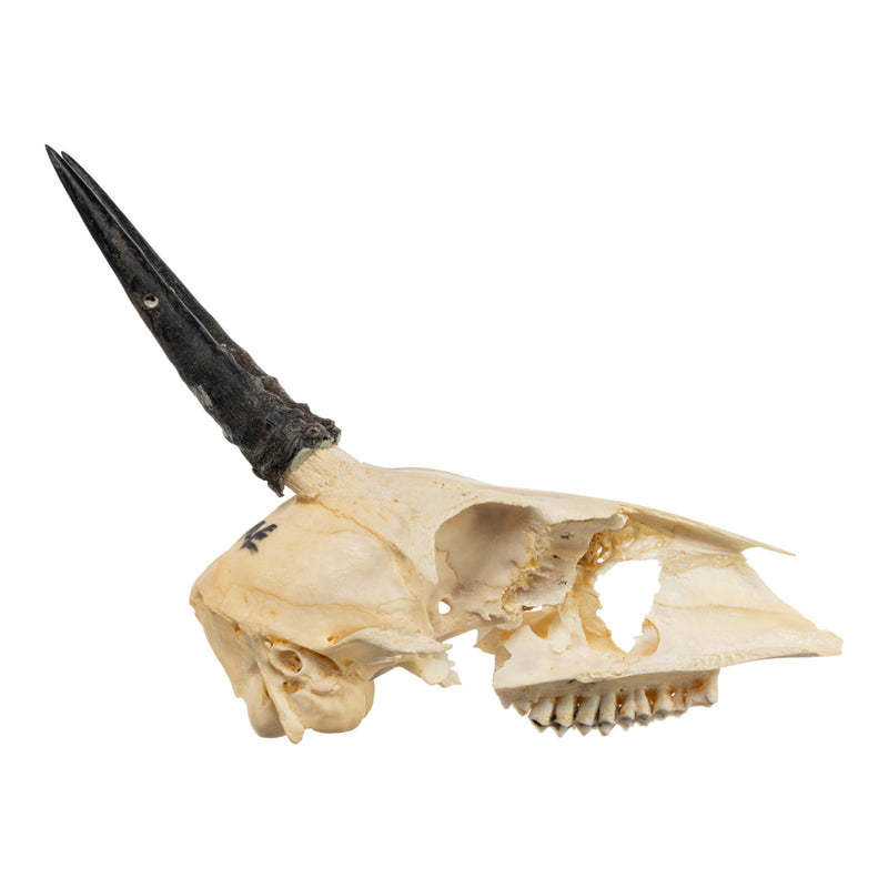 Real Common Duiker Skull