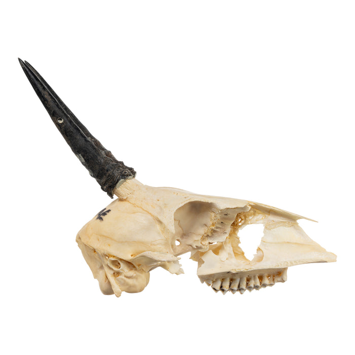Real Common Duiker Skull