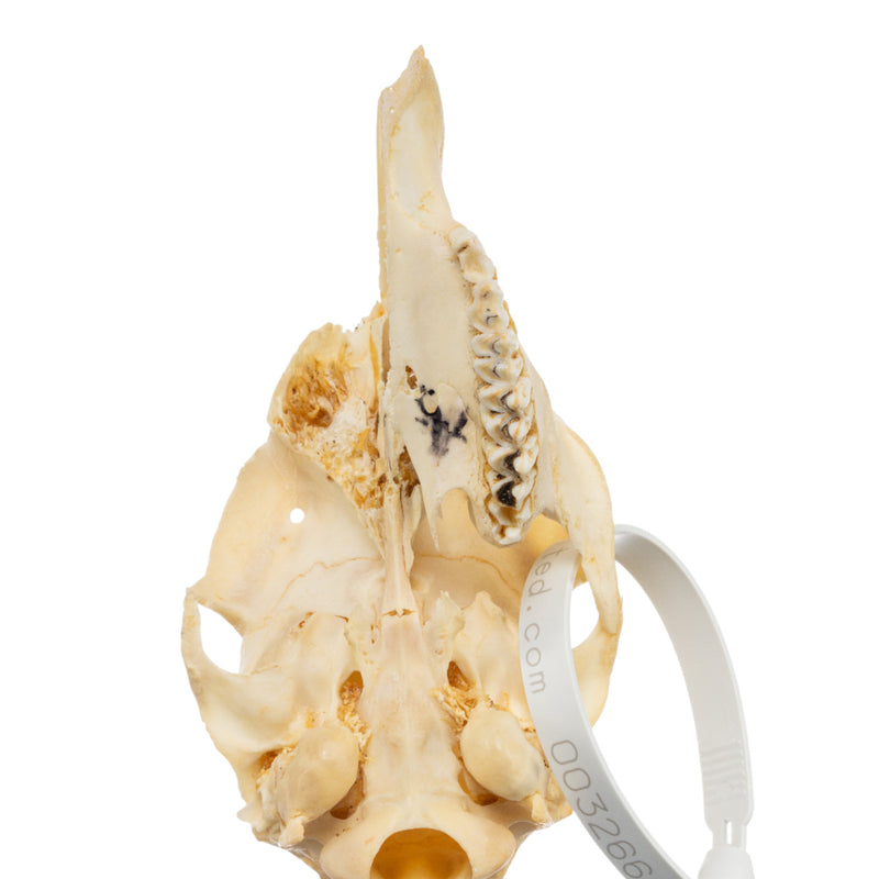 Real Common Duiker Skull
