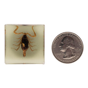 Real Golden Scorpion in Acrylic Cube Magnet - Glow