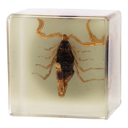 Real Golden Scorpion in Acrylic Cube Magnet - Glow