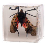 Real Lanternfly in Acrylic Cube Magnet