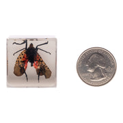 Real Lanternfly in Acrylic Cube Magnet
