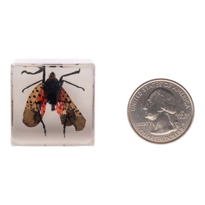 Real Lanternfly in Acrylic Cube Magnet