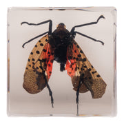 Real Lanternfly in Acrylic Cube Magnet