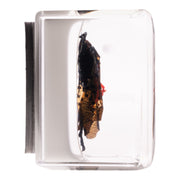 Real Lanternfly in Acrylic Cube Magnet