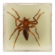 Real Spider in Acrylic Cube Magnet - Glow