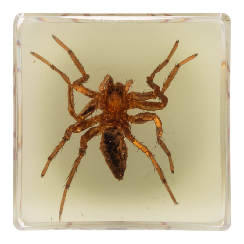 Real Spider in Acrylic Cube Magnet - Glow