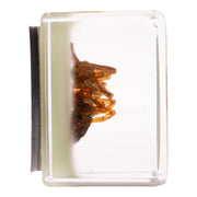 Real Spider in Acrylic Cube Magnet - Glow