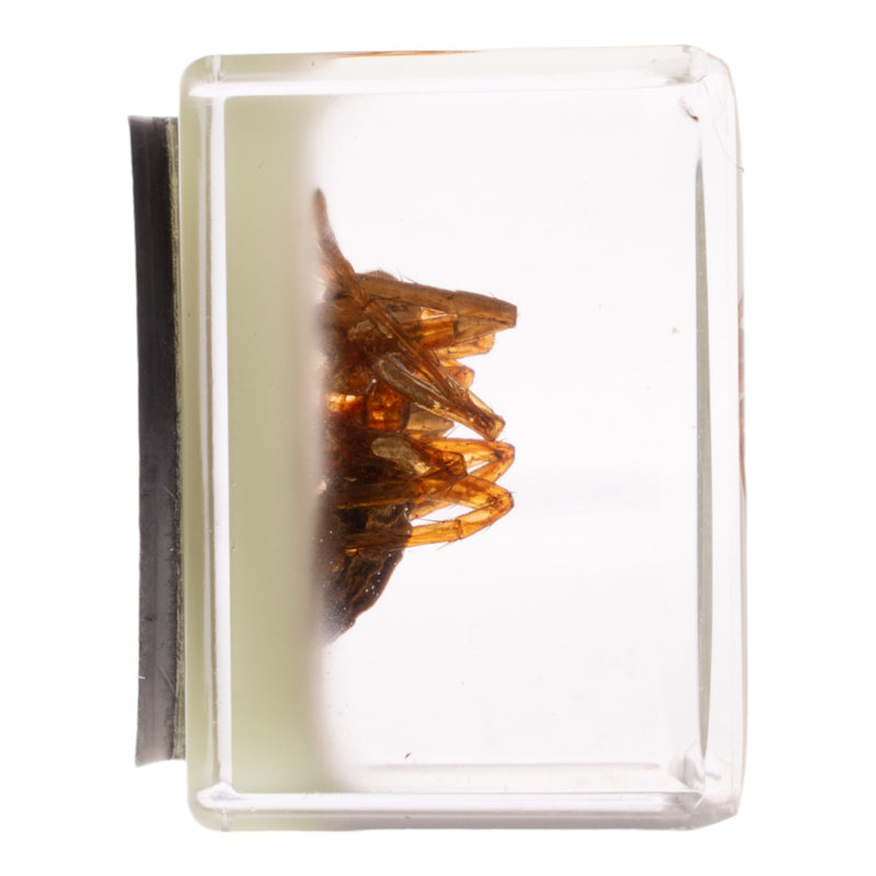 Real Spider in Acrylic Cube Magnet - Glow