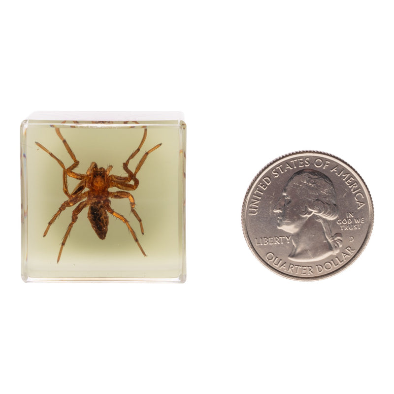 Real Spider in Acrylic Cube Magnet - Glow