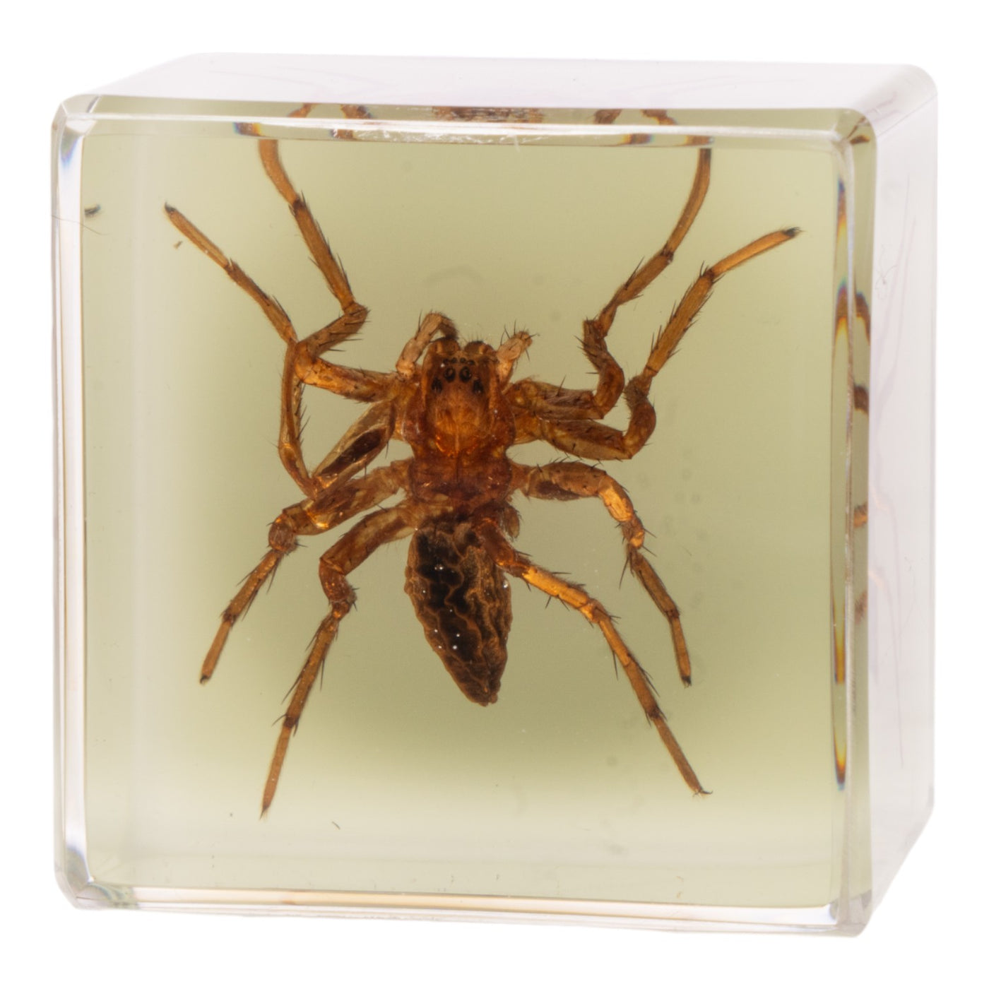 Real Spider Magnet For Sale — Skulls Unlimited International, Inc.