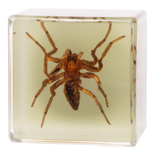 Real Spider in Acrylic Cube Magnet - Glow