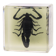 Real Black Scorpion in Acrylic Cube Magnet - Glow