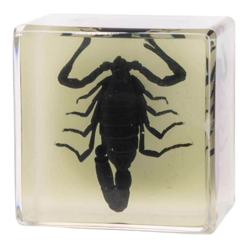 Real Black Scorpion in Acrylic Cube Magnet - Glow