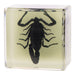 Real Black Scorpion in Acrylic Cube Magnet - Glow