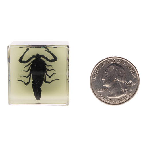 Real Black Scorpion Magnet For Sale — Skulls Unlimited