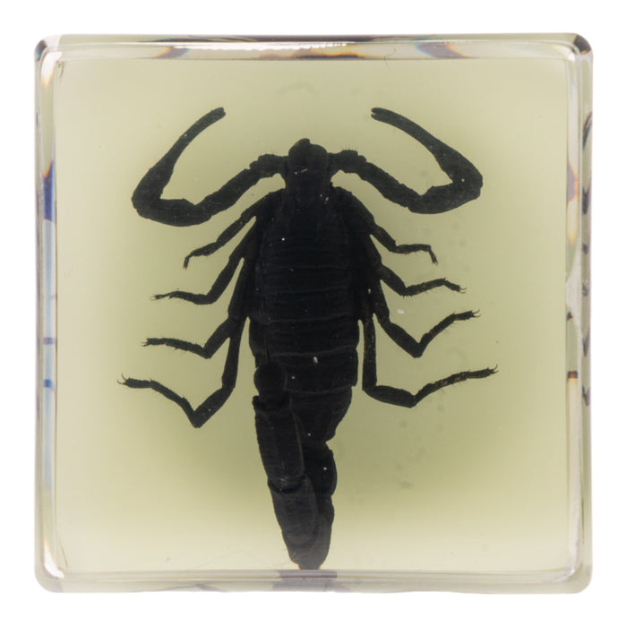 Real Black Scorpion in Acrylic Cube Magnet - Glow