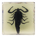 Real Black Scorpion in Acrylic Cube Magnet - Glow