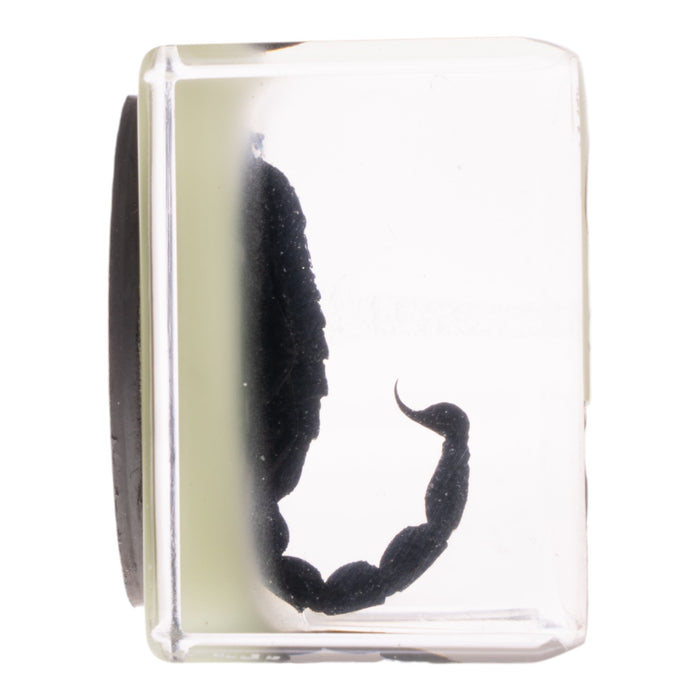 Real Black Scorpion in Acrylic Cube Magnet - Glow
