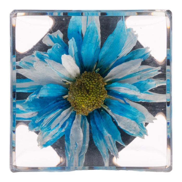 Real Daisy in Acrylic Cube Magnet - Blue