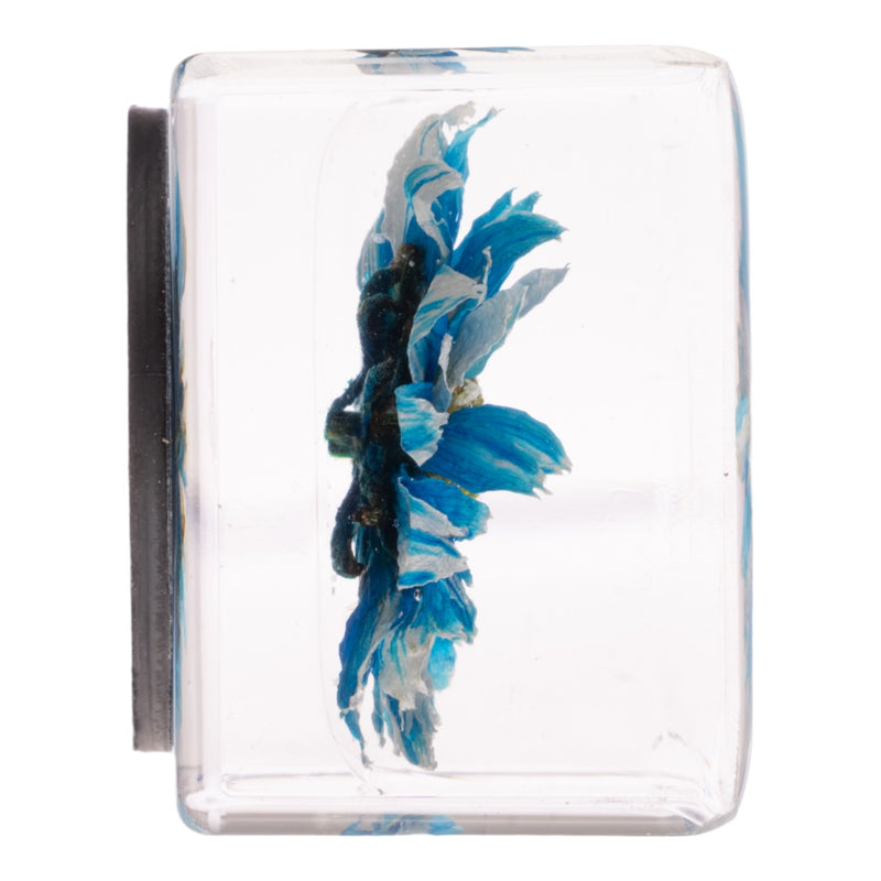 Real Daisy in Acrylic Cube Magnet - Blue