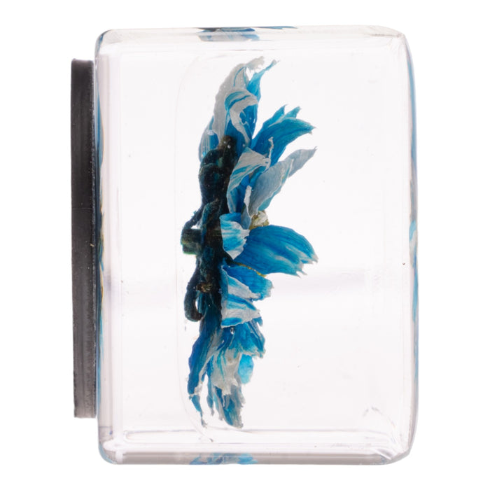 Real Daisy in Acrylic Cube Magnet - Blue