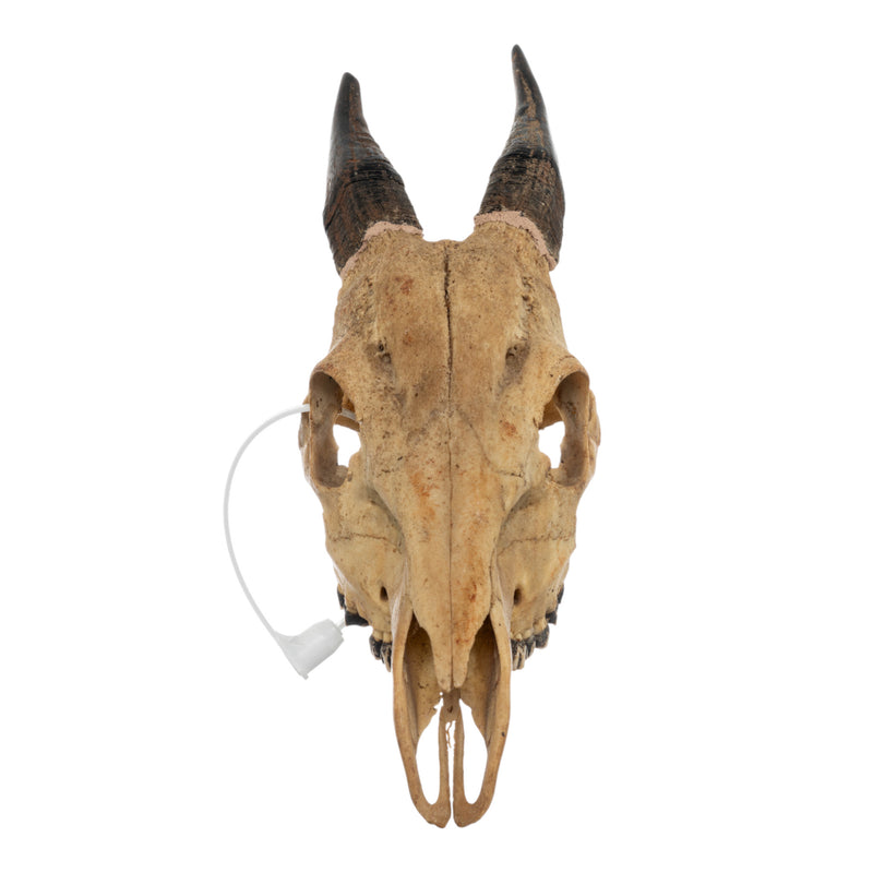 Real Peter's Duiker Skull