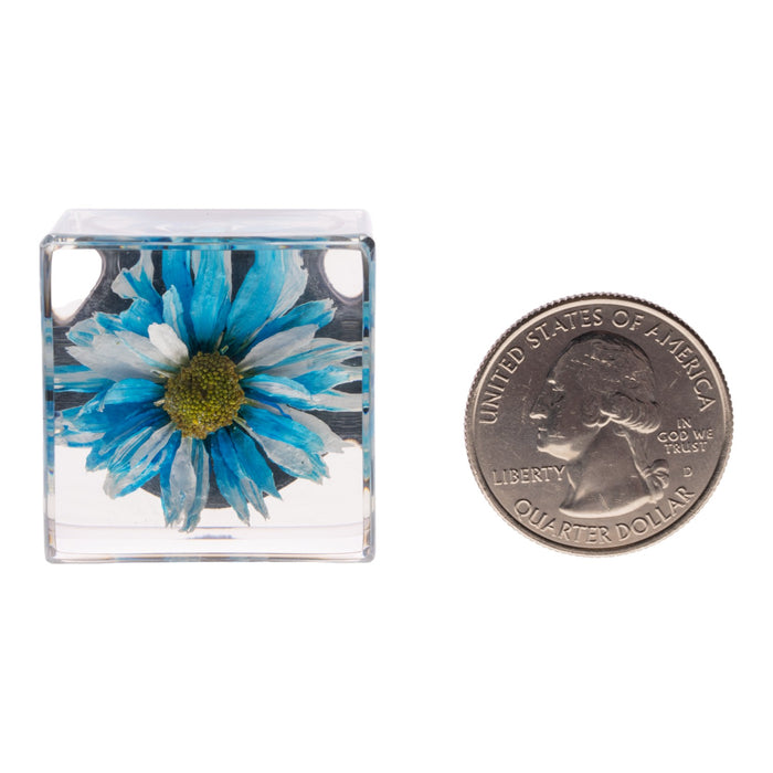 Real Daisy in Acrylic Cube Magnet - Blue