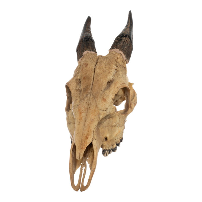 Real Peter's Duiker Skull