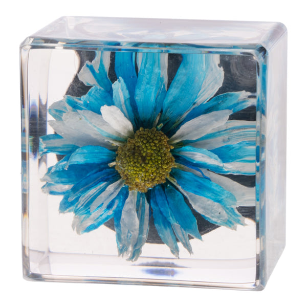 Real Daisy in Acrylic Cube Magnet - Blue